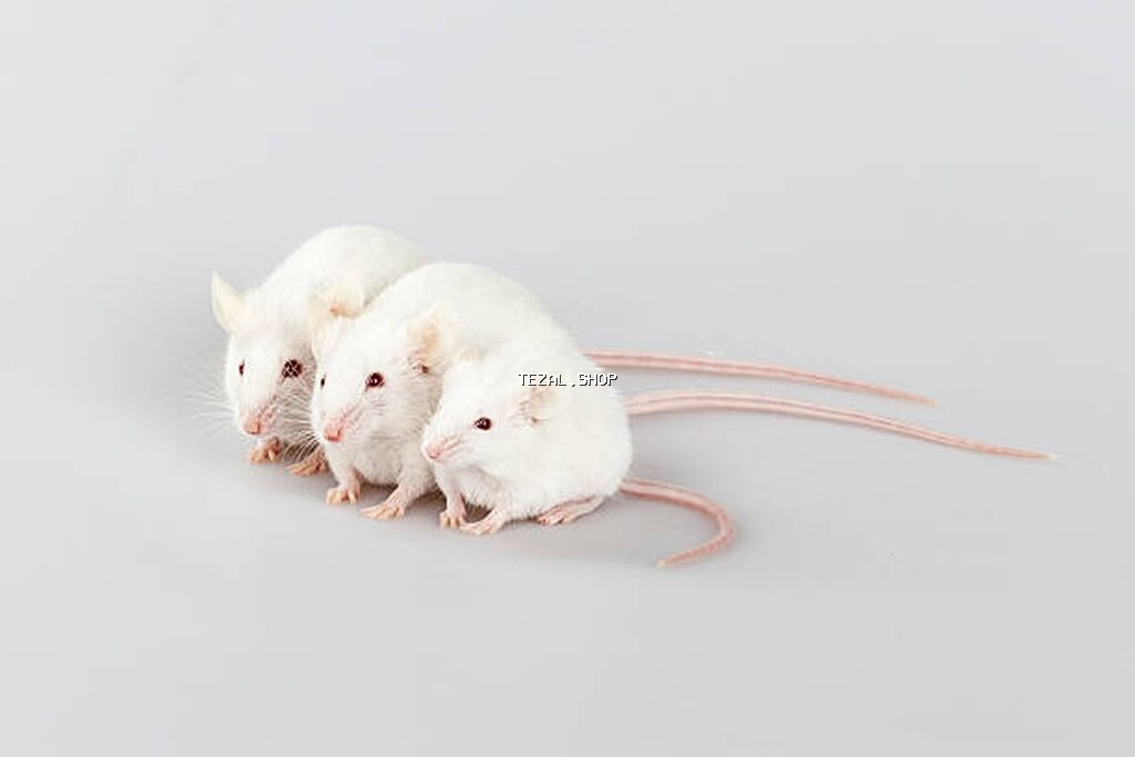 Labaratoriya siçanı ağ siçan hamster xomyak Ağ laboratoriya - şəkil 2