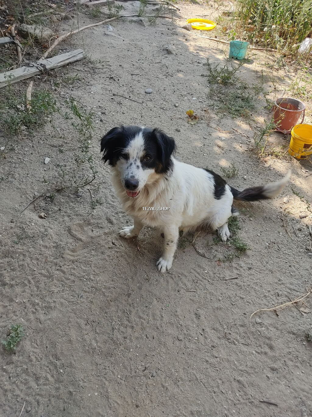 Zvonok, 1 il, Dişi