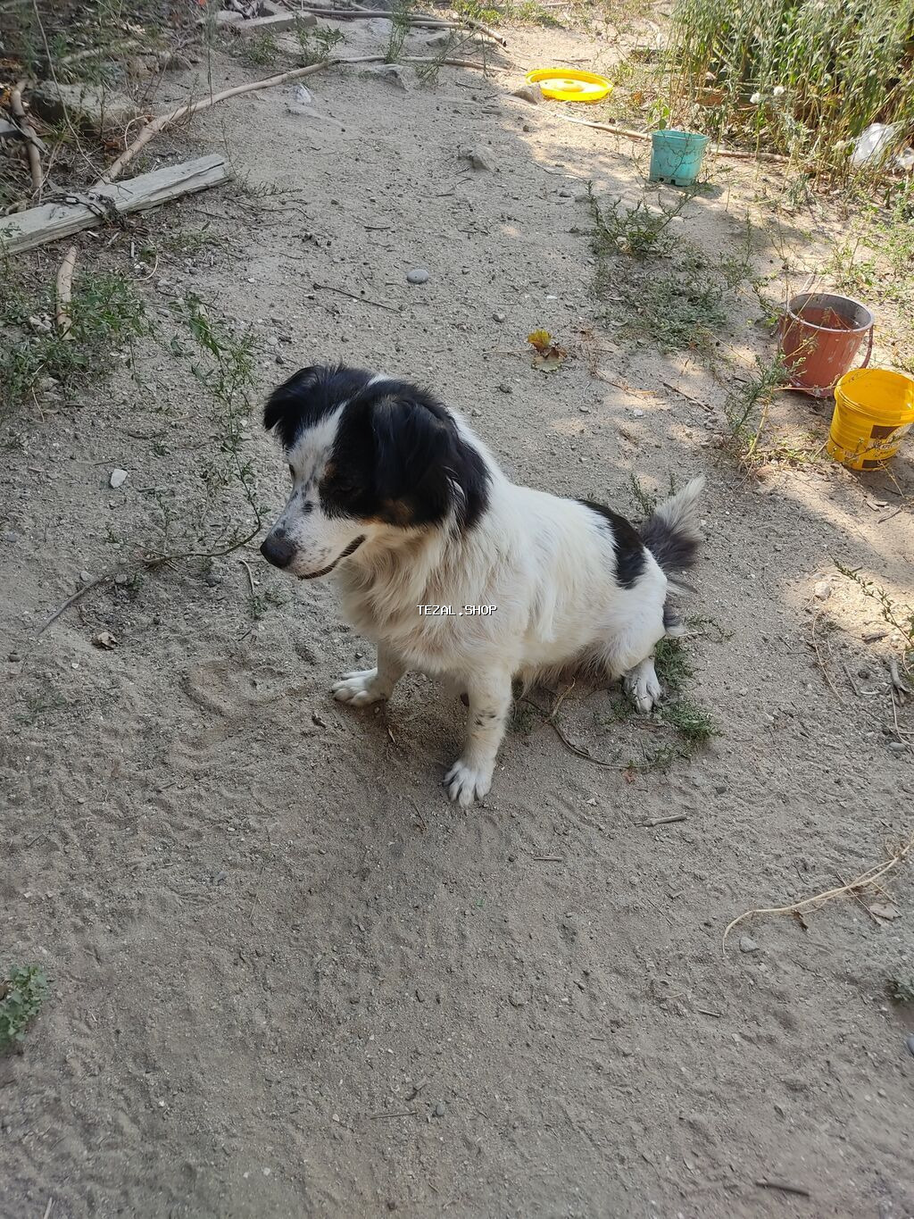 Zvonok, 1 il, Dişi - şəkil 3