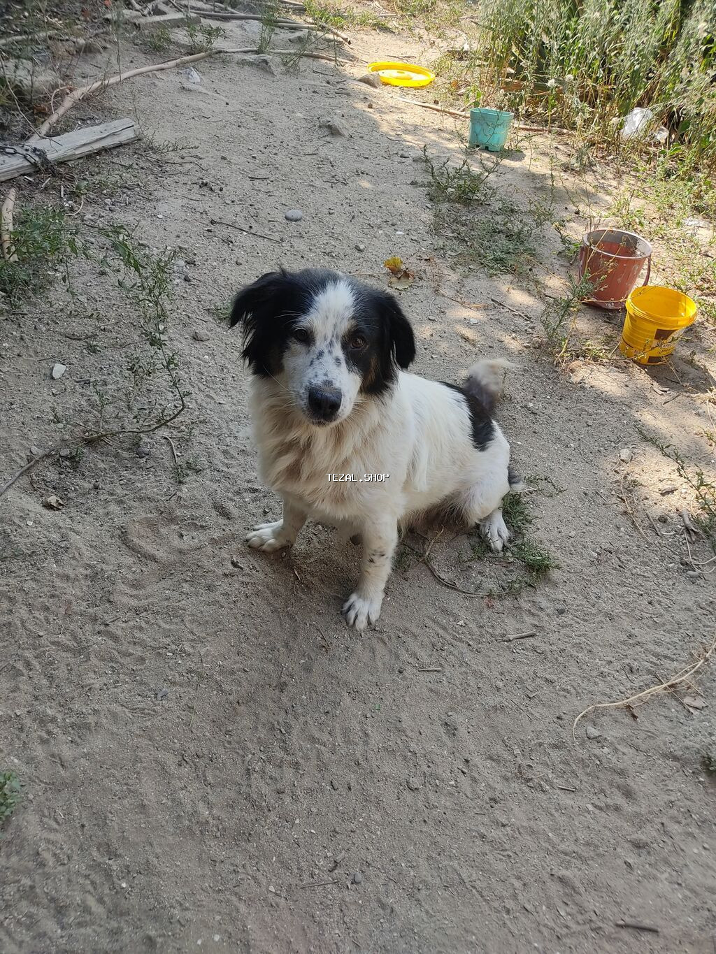 Zvonok, 1 il, Dişi - şəkil 4