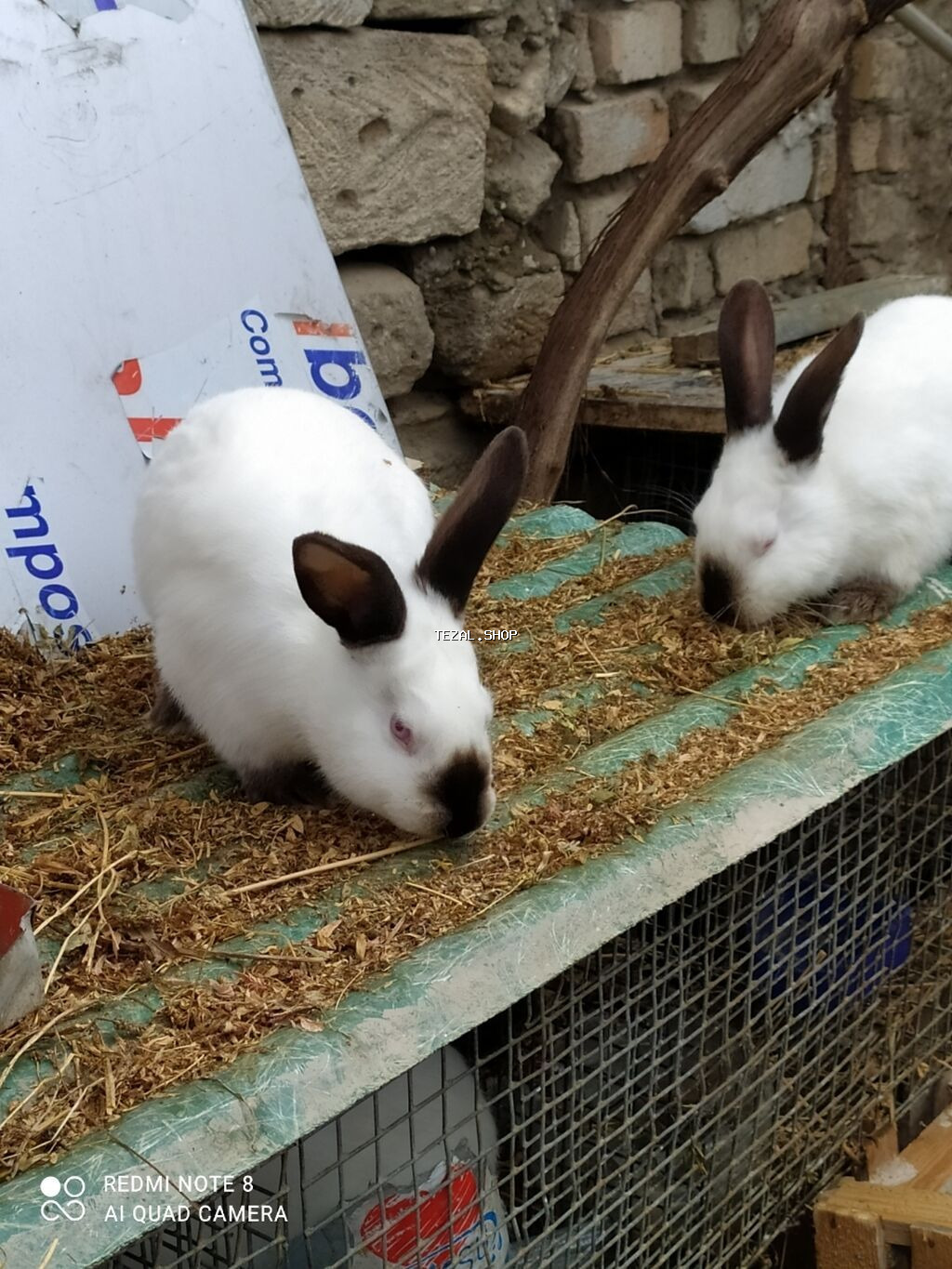 Kalfor dovsanlar temiz qan - şəkil 3