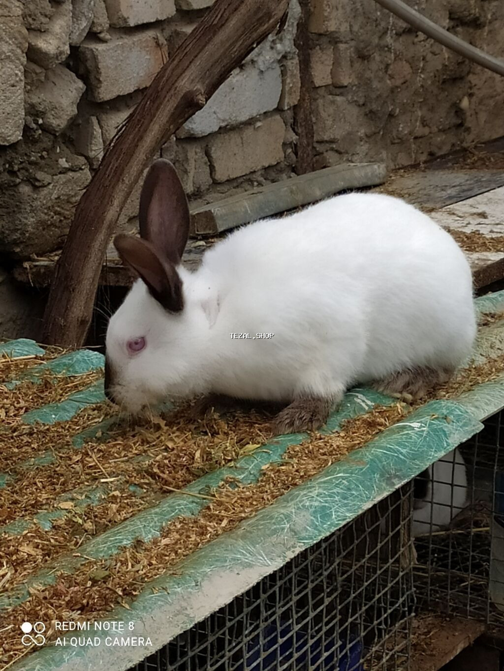 Kalfor dovsanlar temiz qan - şəkil 4