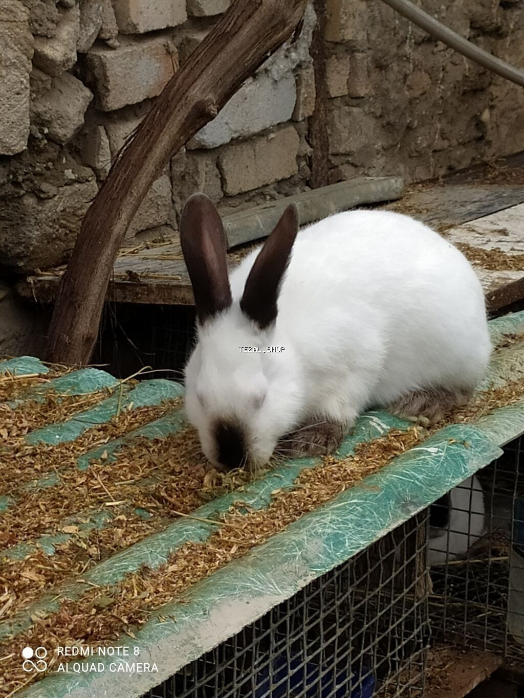 Kalfor dovsanlar temiz qan - şəkil 5