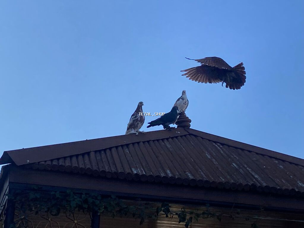 Gözəl rənglərdə ayaqları uzun tüklü dekorativ göyərçinlər.Keflərinə - şəkil 2