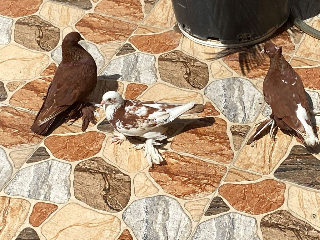 Gözəl rənglərdə ayaqları uzun tüklü dekorativ göyərçinlər.Keflərinə - şəkil 3