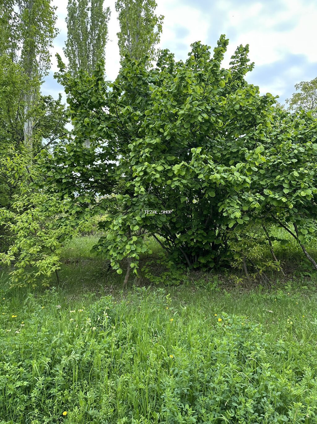31 sot, Tikinti, Mülkiyyətçi, Kupça (Çıxarış) - şəkil 3