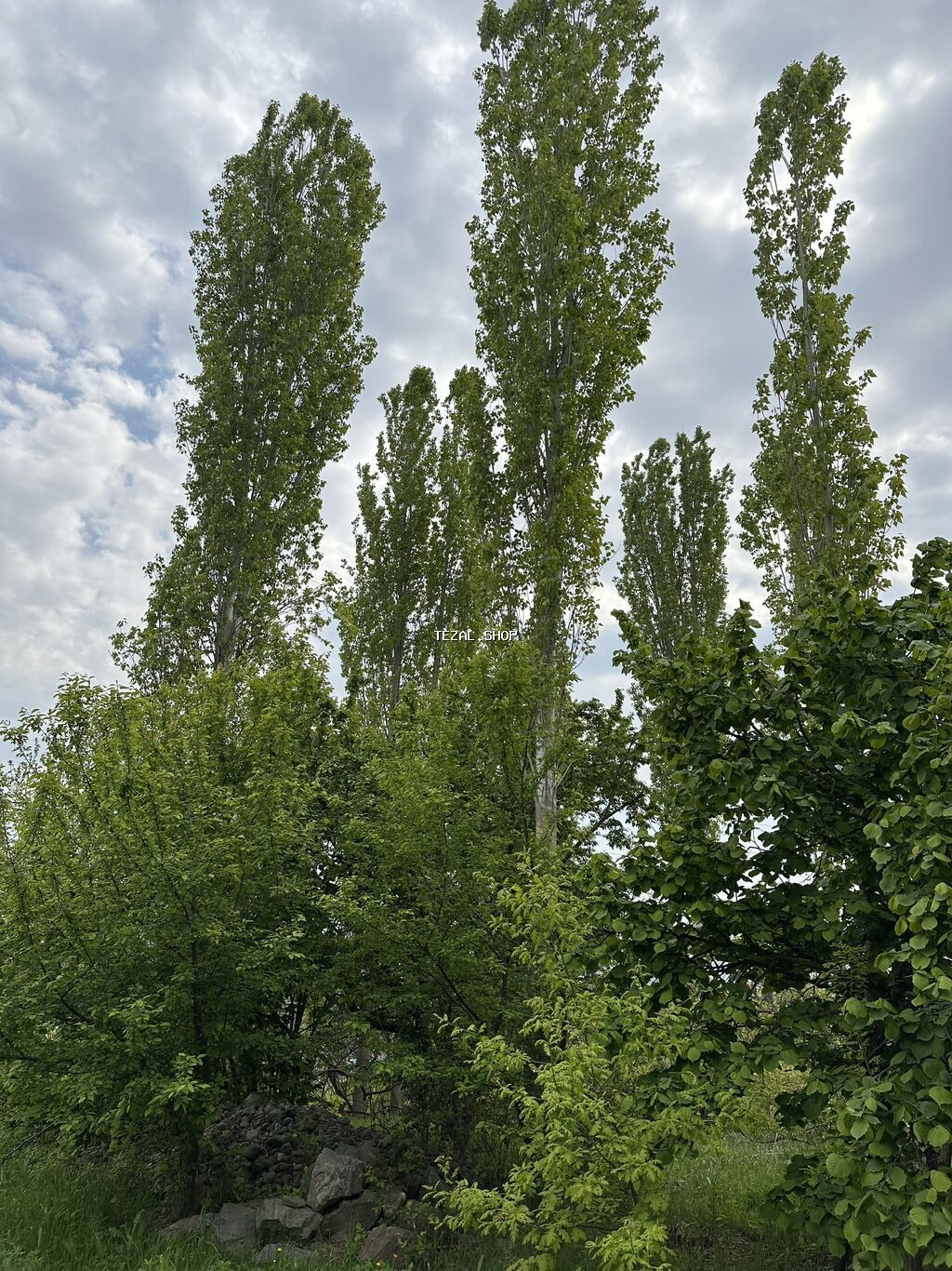 31 sot, Tikinti, Mülkiyyətçi, Kupça (Çıxarış) - şəkil 4