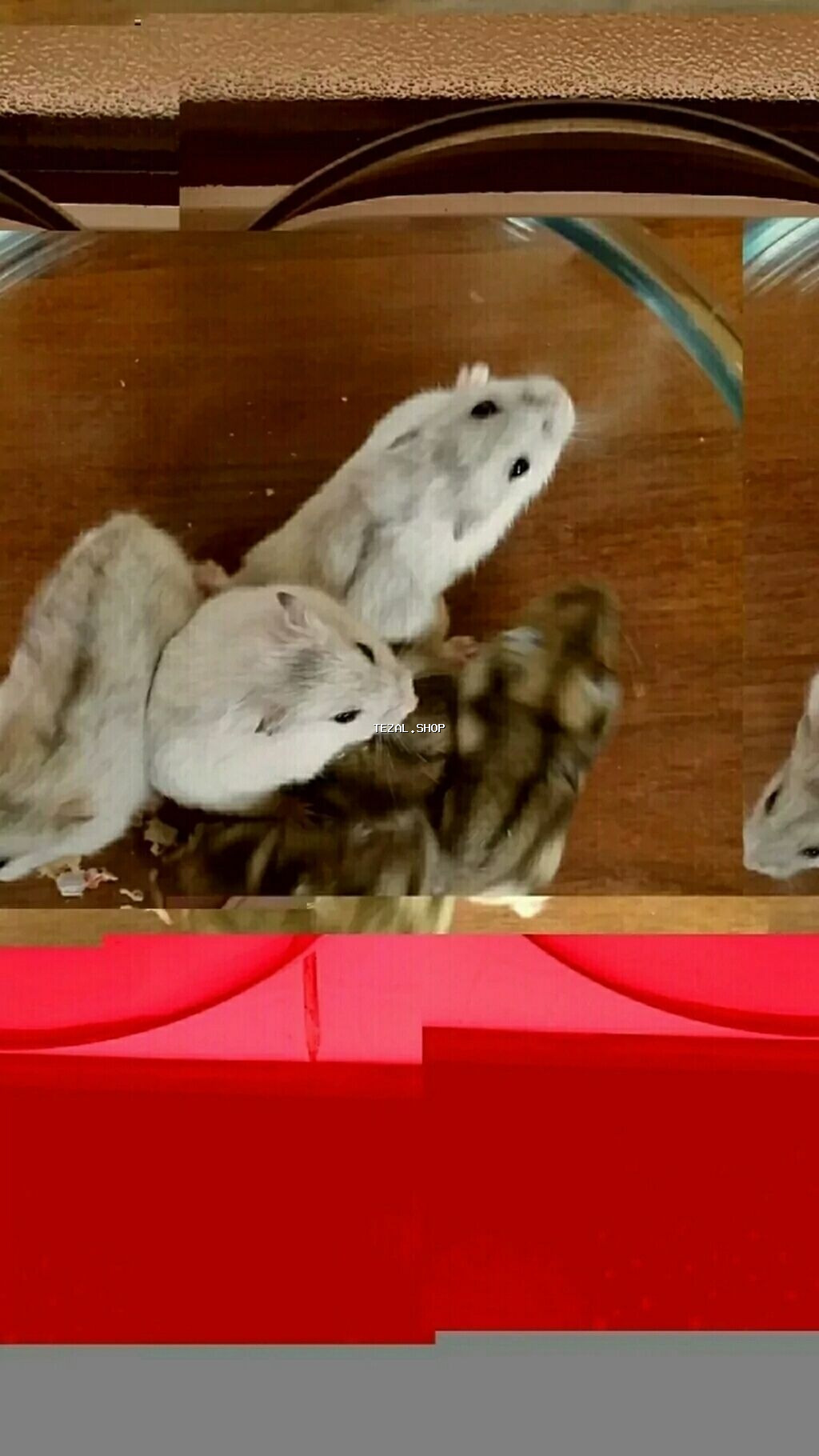 Cunqariklər dişləmirlər ələ öyrəşiblər sağlamdılar Zoo maqazin deyil