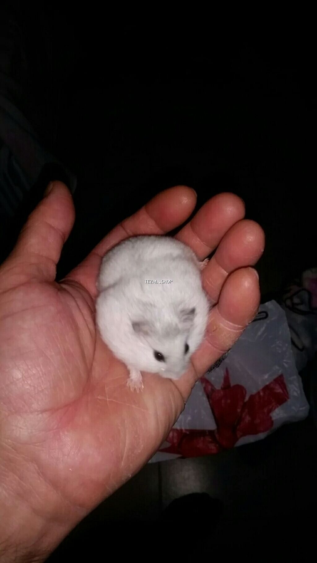 Cunqariklər dişləmirlər ələ öyrəşiblər sağlamdılar Zoo maqazin deyil - şəkil 3