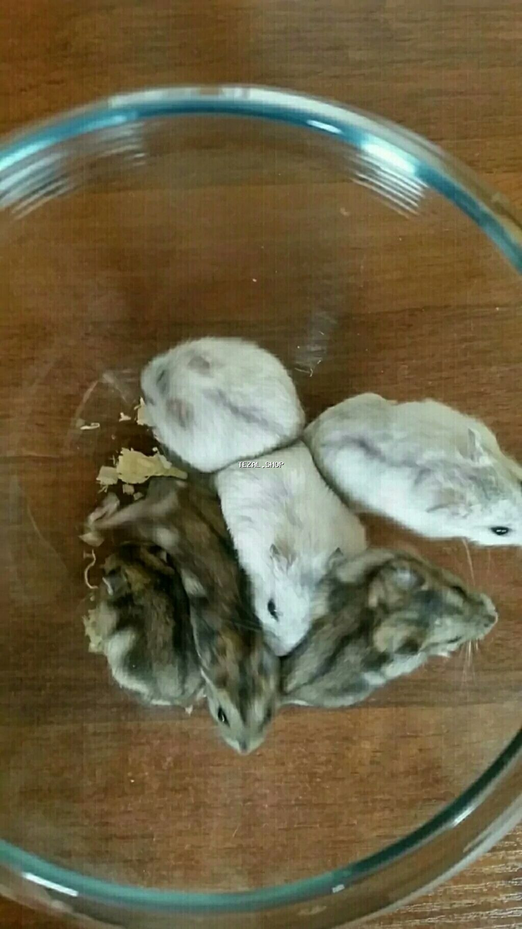 Cunqariklər dişləmirlər ələ öyrəşiblər sağlamdılar Zoo maqazin deyil - şəkil 5