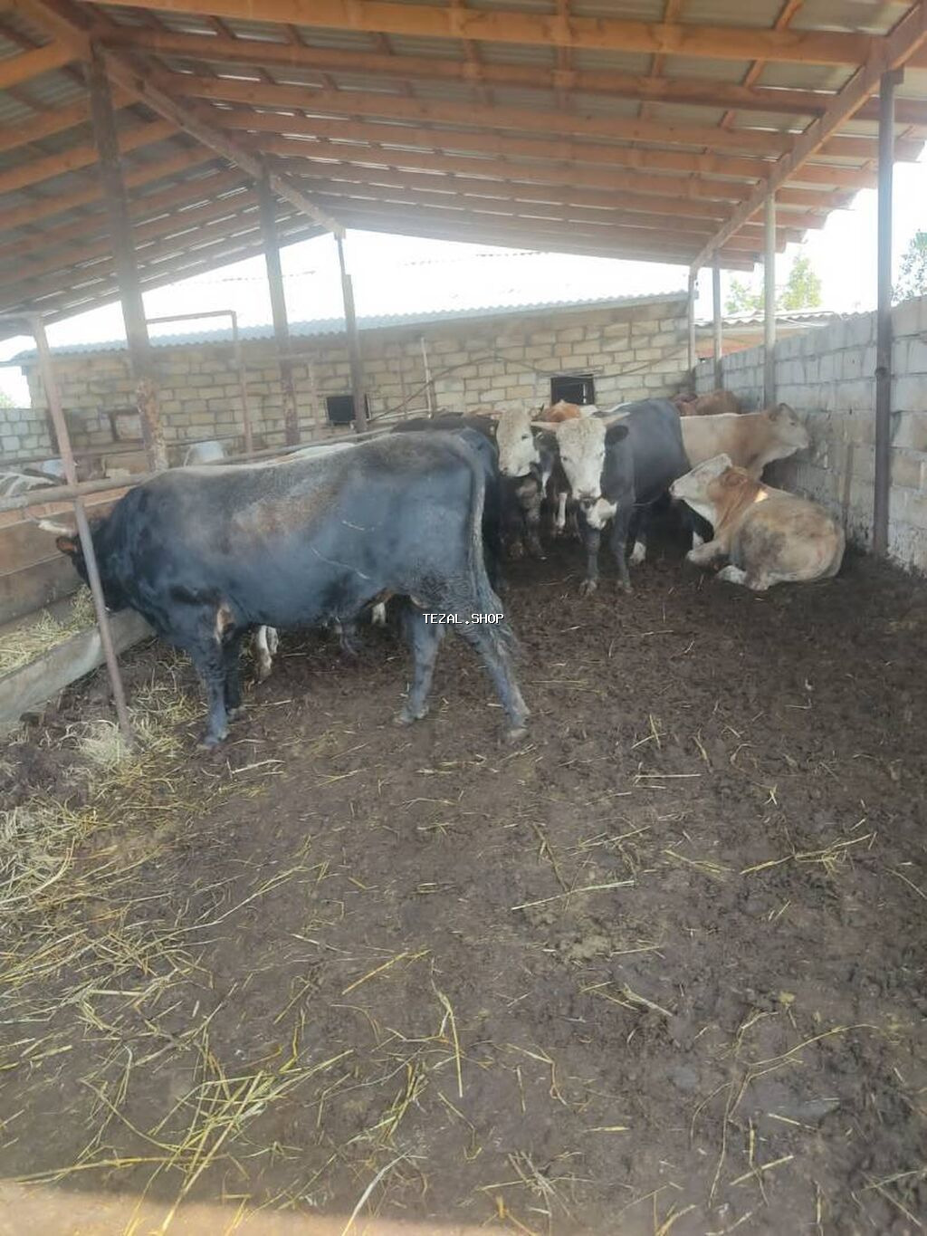 Erkək, il: 5, 170 kq, Damazlıq, Ətlik, Ünvandan götürmə