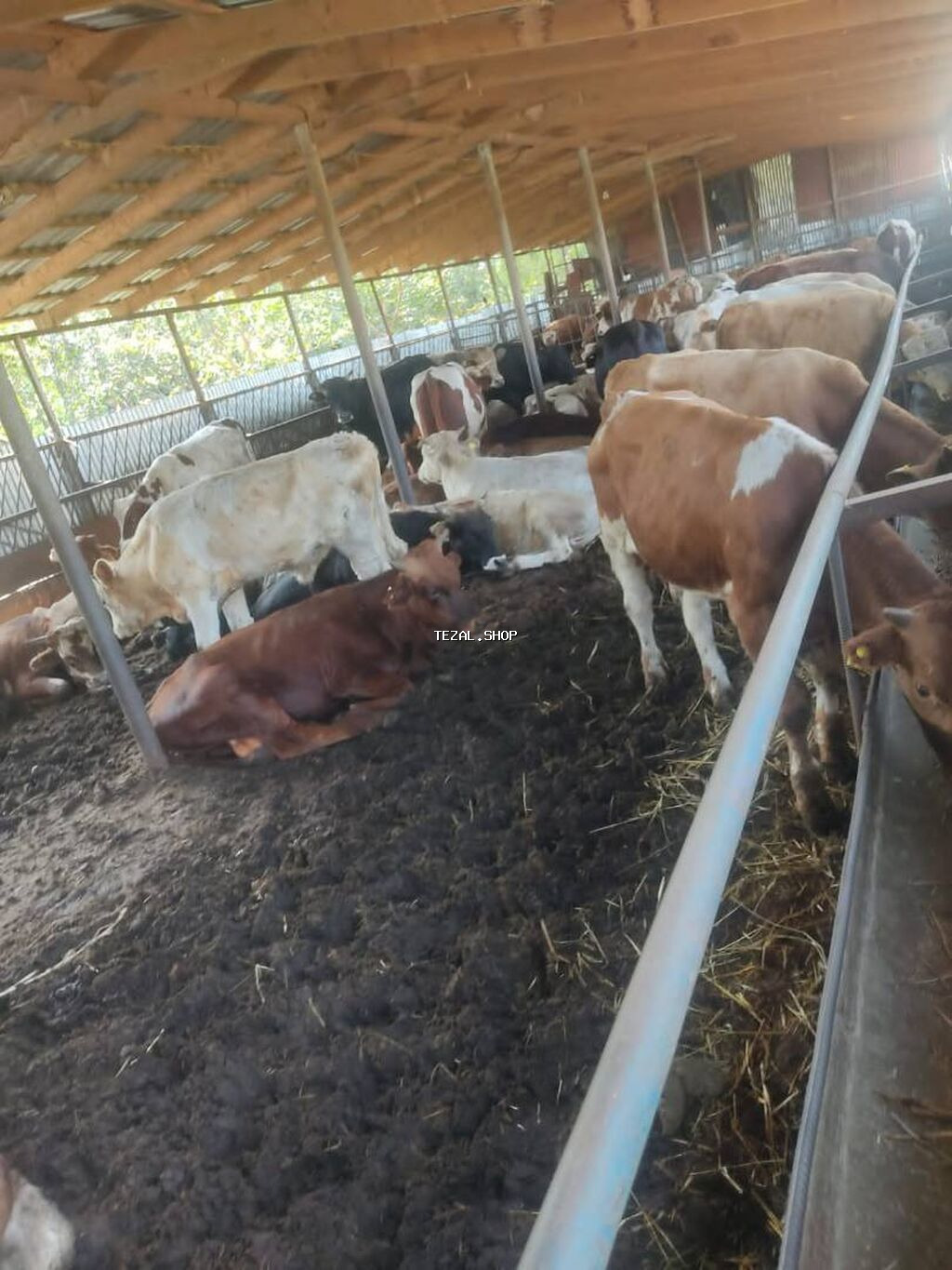 Erkək, il: 5, 170 kq, Damazlıq, Ətlik, Ünvandan götürmə - şəkil 3