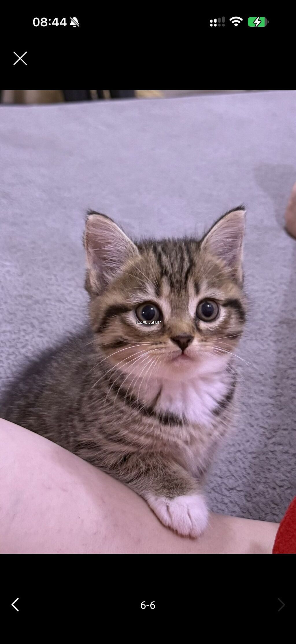 2ayliq 😍dişi Ana gold chinchila (long hair) Ata british shorthair