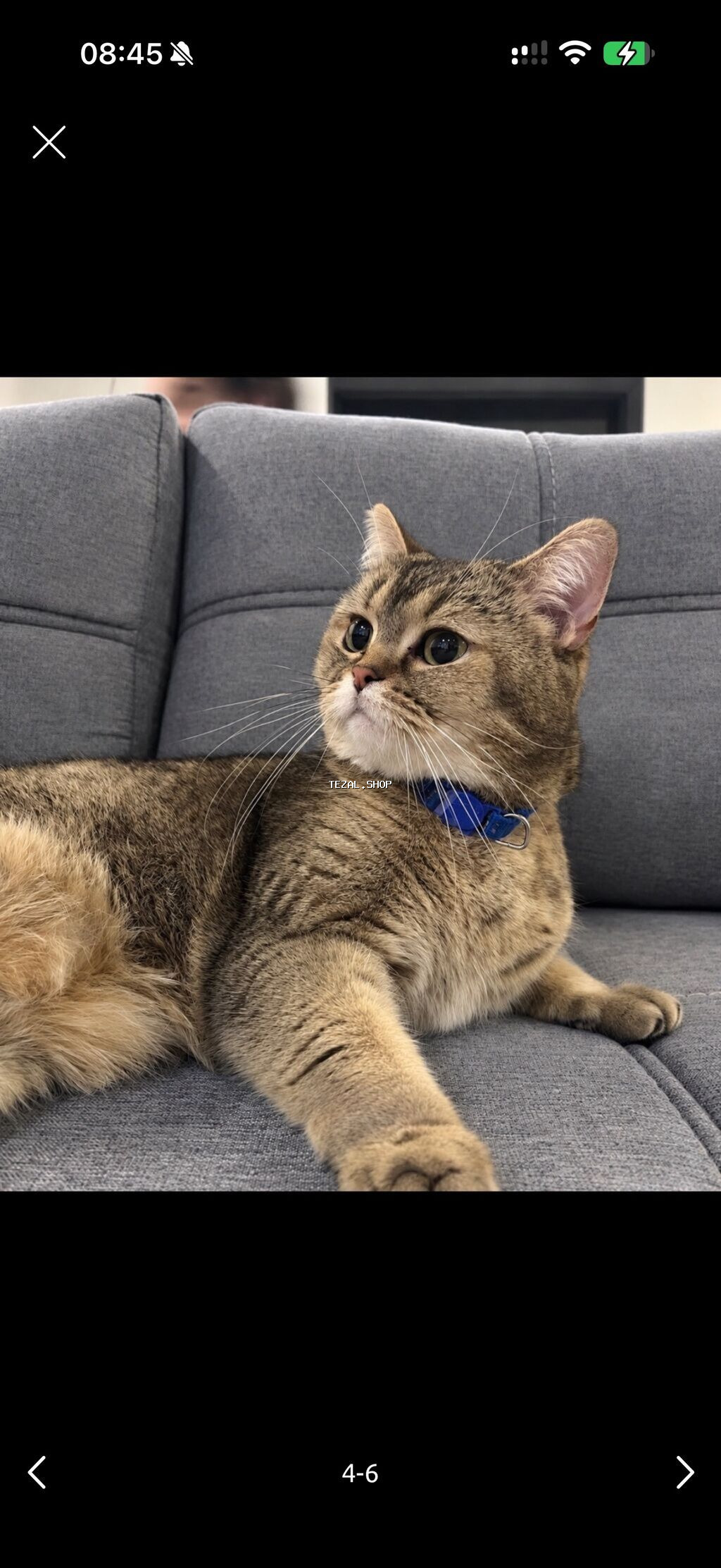 2ayliq 😍dişi Ana gold chinchila (long hair) Ata british shorthair - şəkil 2