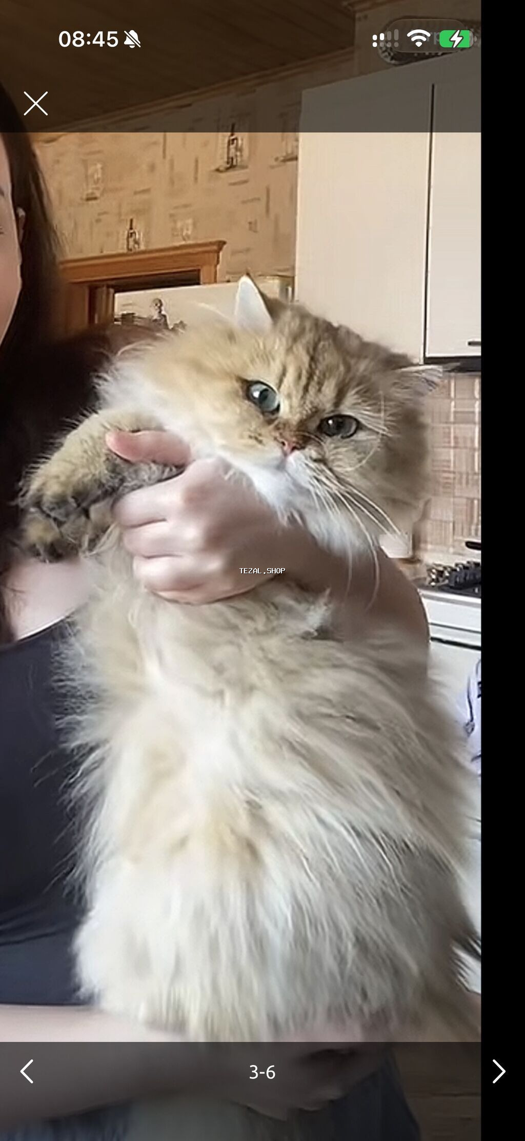 2ayliq 😍dişi Ana gold chinchila (long hair) Ata british shorthair - şəkil 3