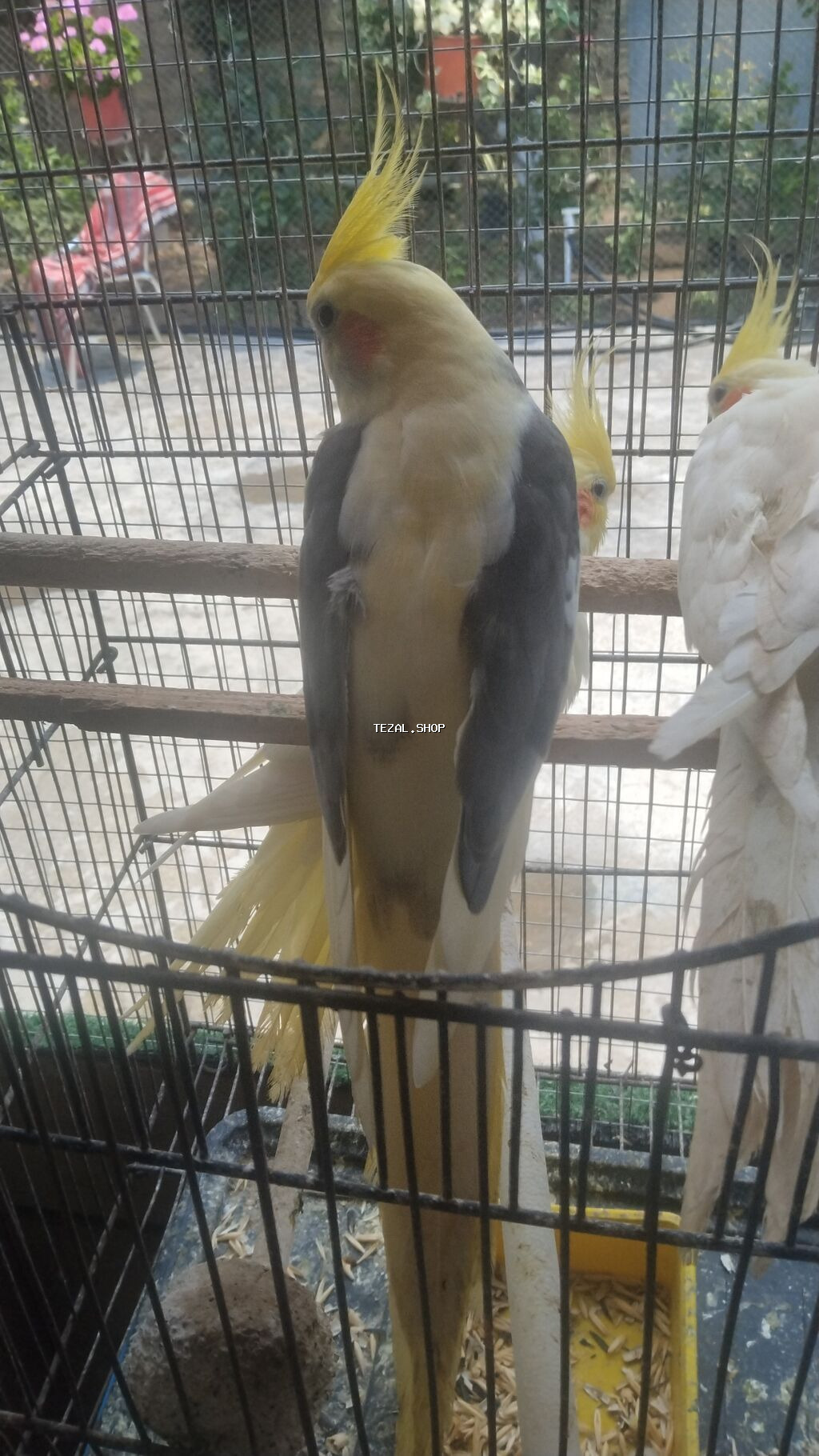 Tutuqusu 15 korella 50-55Nymphalı və dalmatin rənglərdə cockatiel - şəkil 3