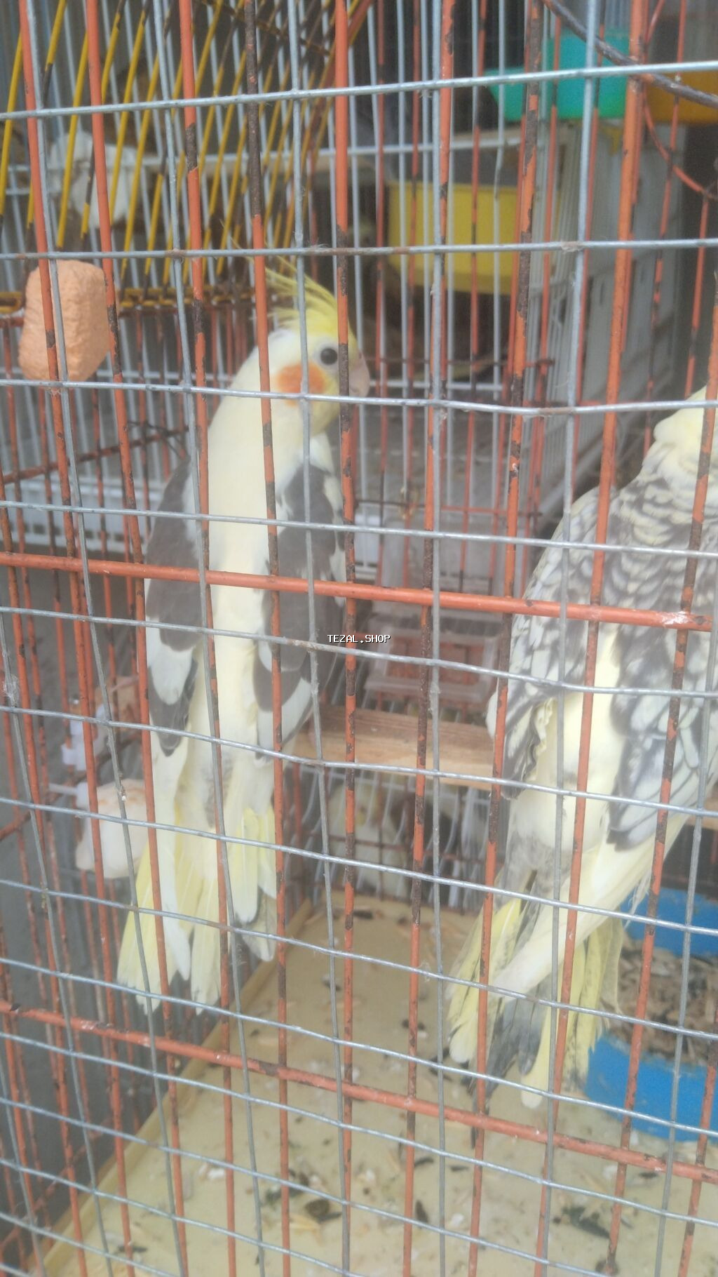 Tutuqusu 15 korella 50-55Nymphalı və dalmatin rənglərdə cockatiel - şəkil 4