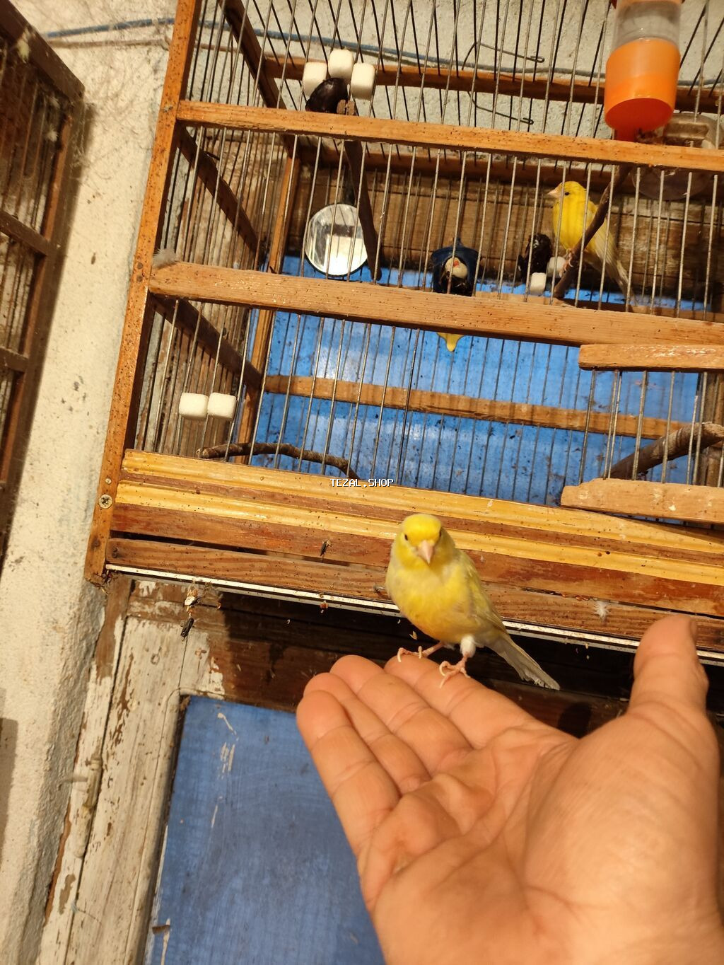 Bül Bül əldən qorxmur bul bul salovey əl quşu rucnoy Sarı kanareyka –