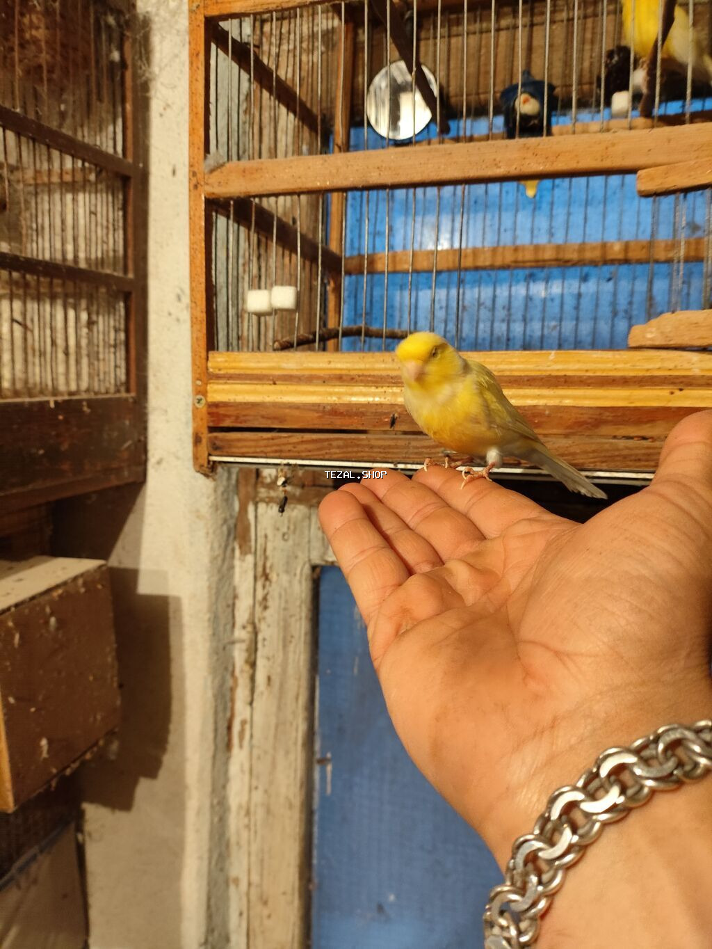 Bül Bül əldən qorxmur bul bul salovey əl quşu rucnoy Sarı kanareyka – - şəkil 2
