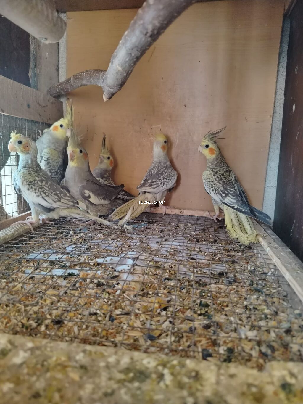 Watsappp Böyük ölçülü quş qəfəsi – aksessuarlarla birlikdə korella