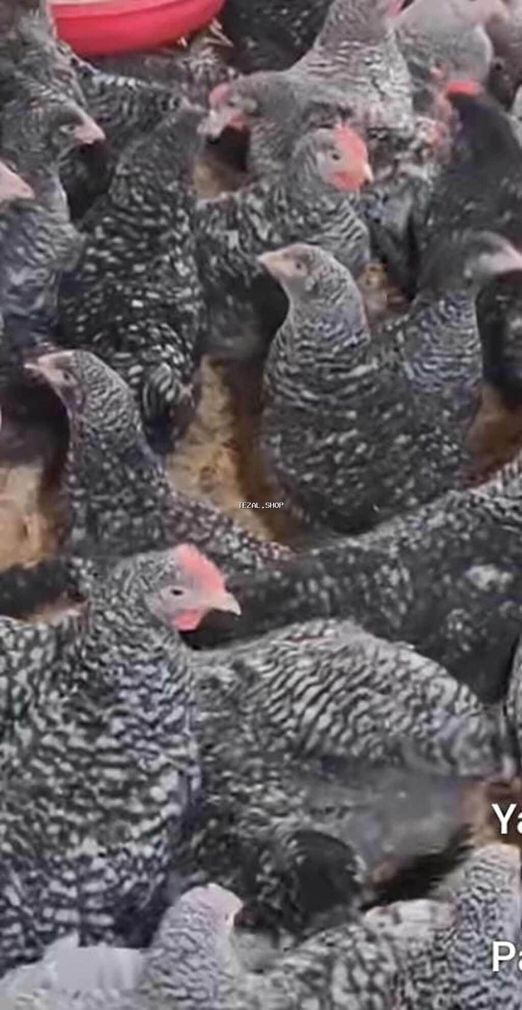 Xarkovlar satılır 4 aylıqdılar vaksin olunublar hövsan kəndi kənd