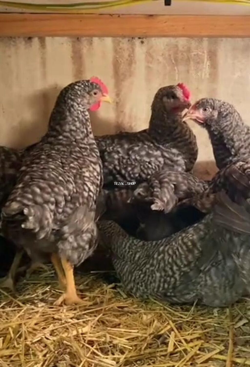 Toyuq, Yumurtalıq, Pulsuz çatdırılma