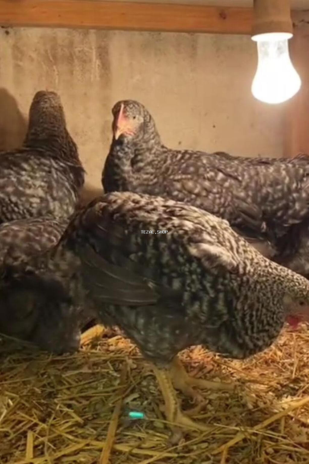 Toyuq, Yumurtalıq, Pulsuz çatdırılma - şəkil 2