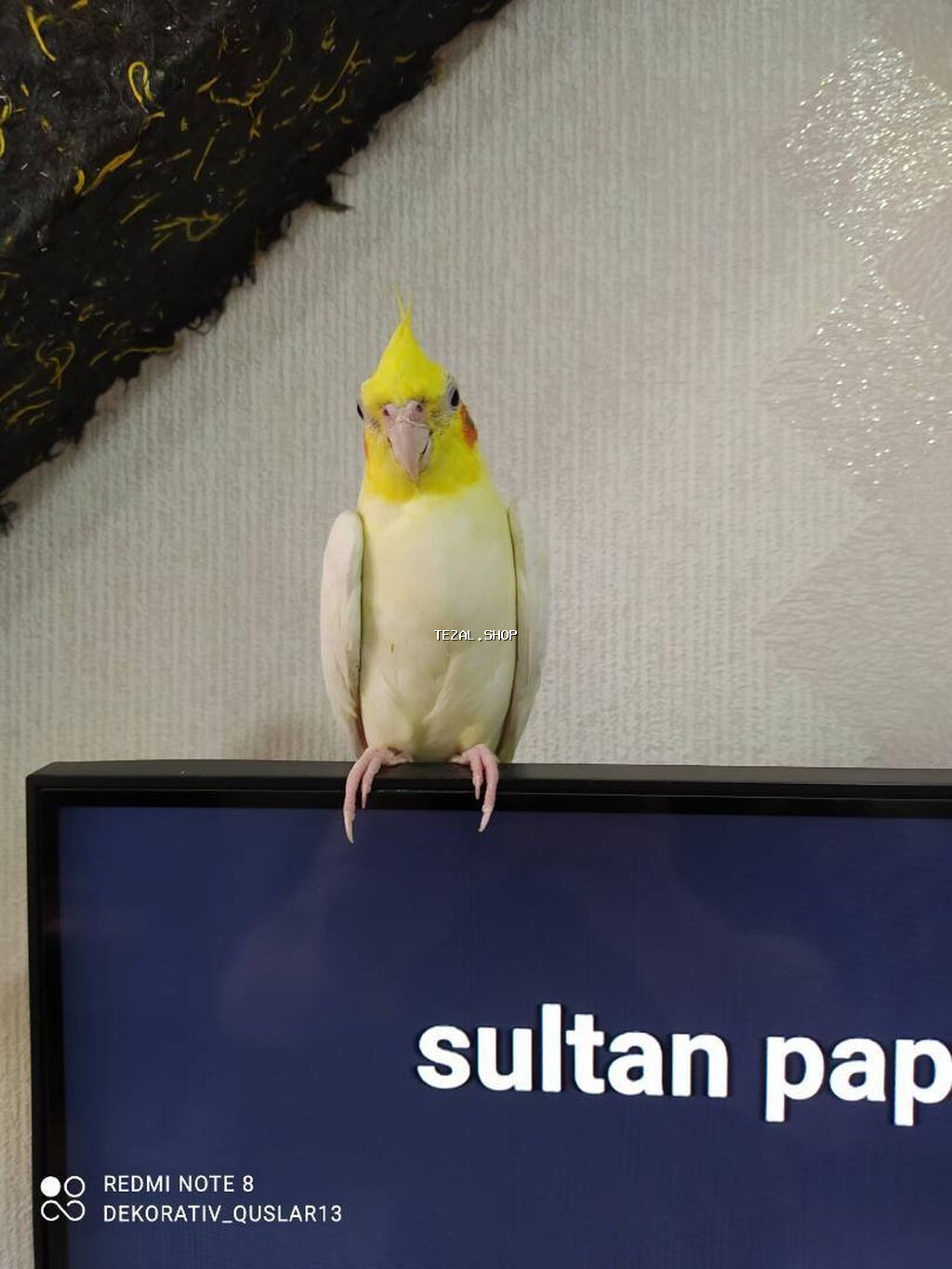 Salam danisan quslar satilir. Yaslari ferqlidir. Quslar dislemir - şəkil 2