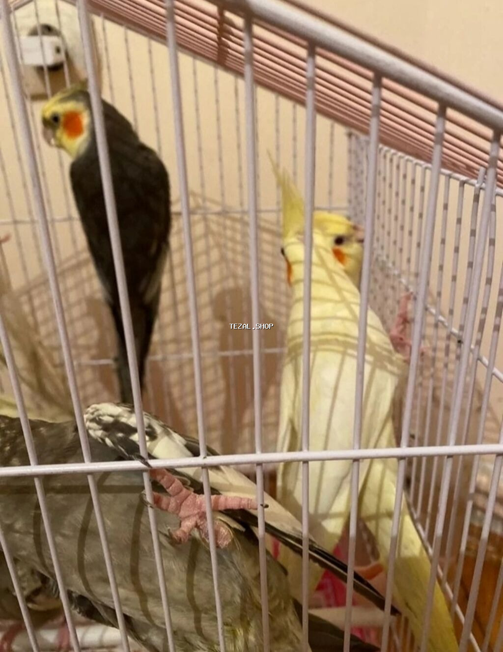 Dağıstan sortu cüte hazır dişi ve erkək korellar var sağlam quşlardır - şəkil 5