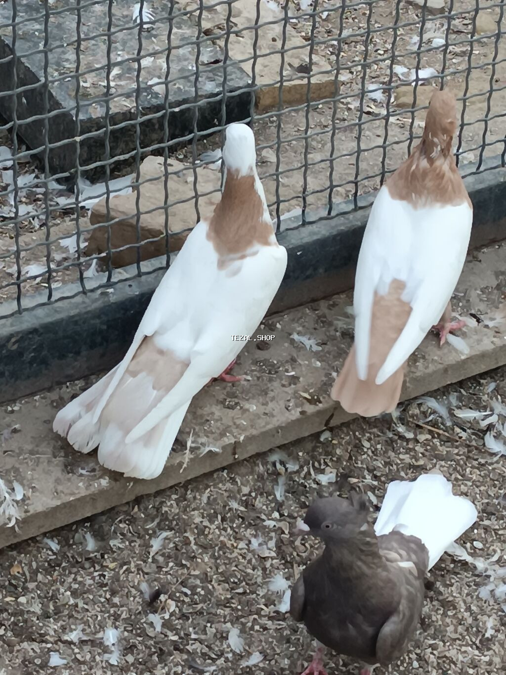 Ünvan fatmayi kendi 17 tek sarı şeyka mayadır bala almışam. təmiz