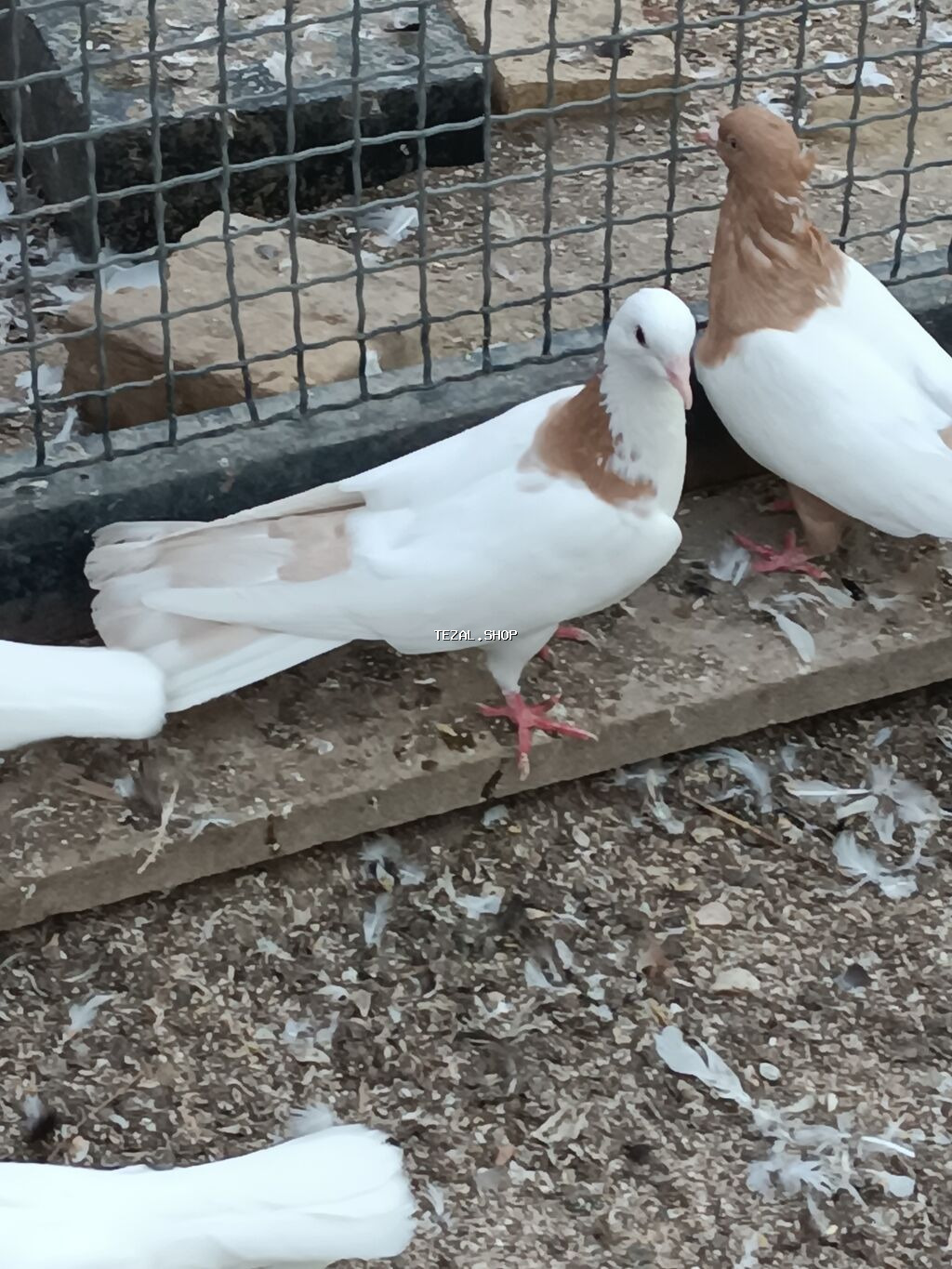 Ünvan fatmayi kendi 17 tek sarı şeyka mayadır bala almışam. təmiz - şəkil 2