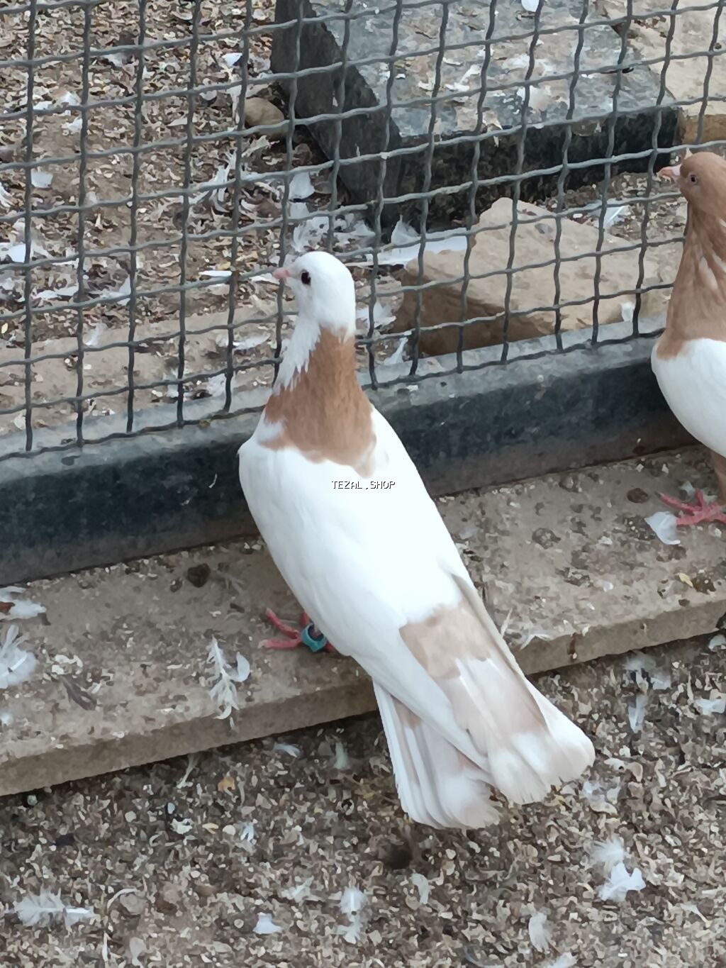 Ünvan fatmayi kendi 17 tek sarı şeyka mayadır bala almışam. təmiz - şəkil 3